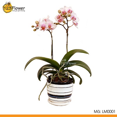 Lan Hồ Điệp Mini 1