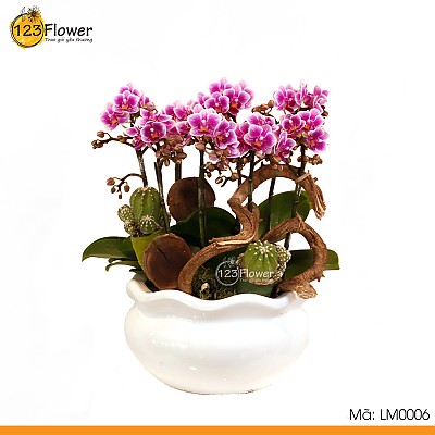 Lan Hồ Điệp Mini 6