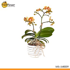 Lan Hồ Điệp Mini 9