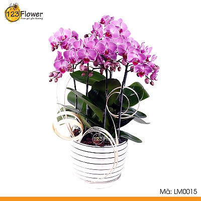 Lan Hồ Điệp Mini 15