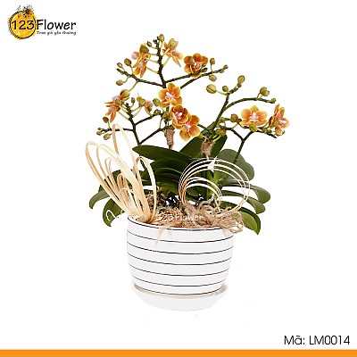 Lan Hồ Điệp Mini 14