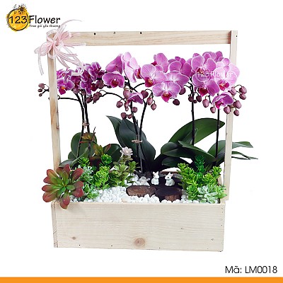 Lan Hồ Điệp Mini 18