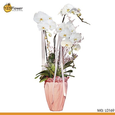 L0169 | Thiện Mỹ