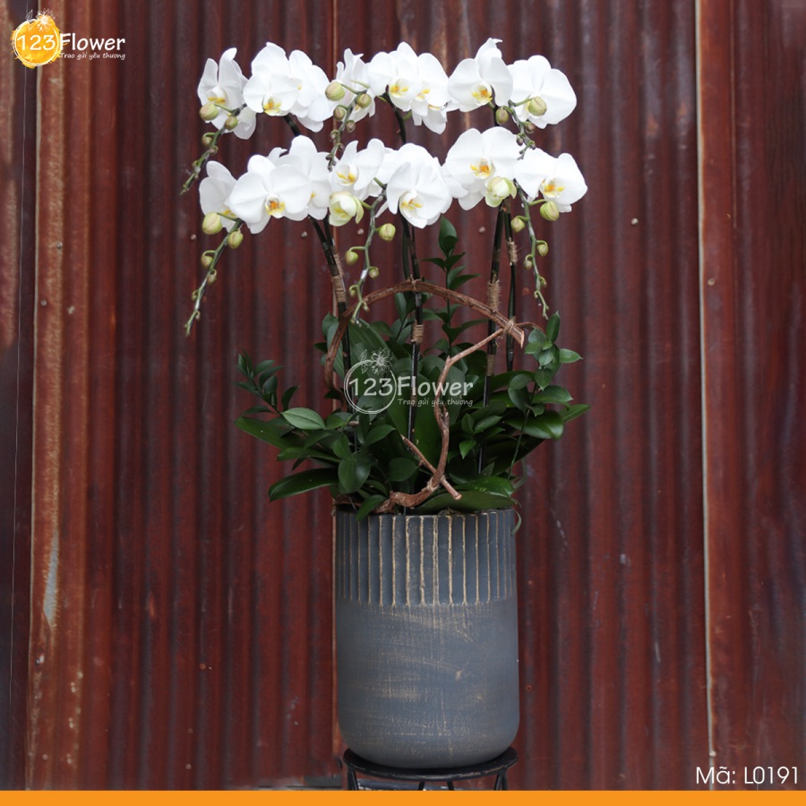 L0191 | Lan hồ điệp 191