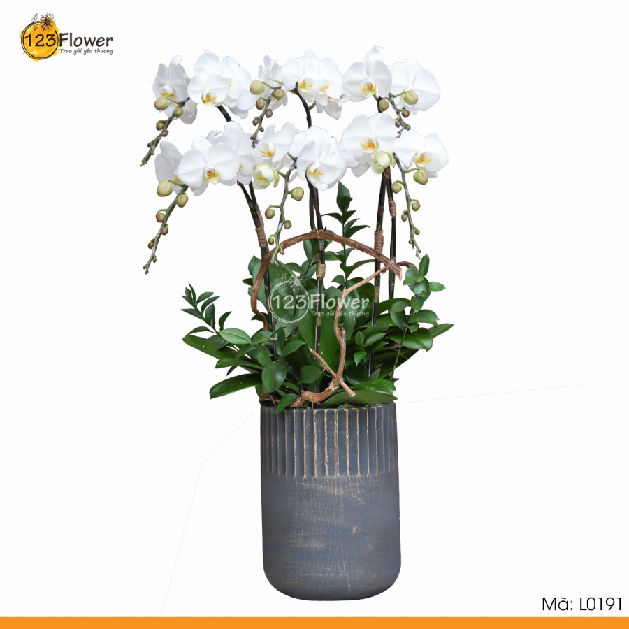 L0191 | Lan hồ điệp 191