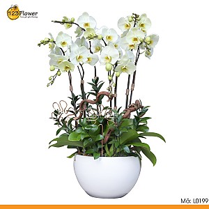 L0199 | Lan hồ điệp 199