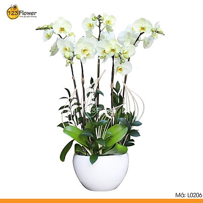 L0206 | Lan hồ điệp 206