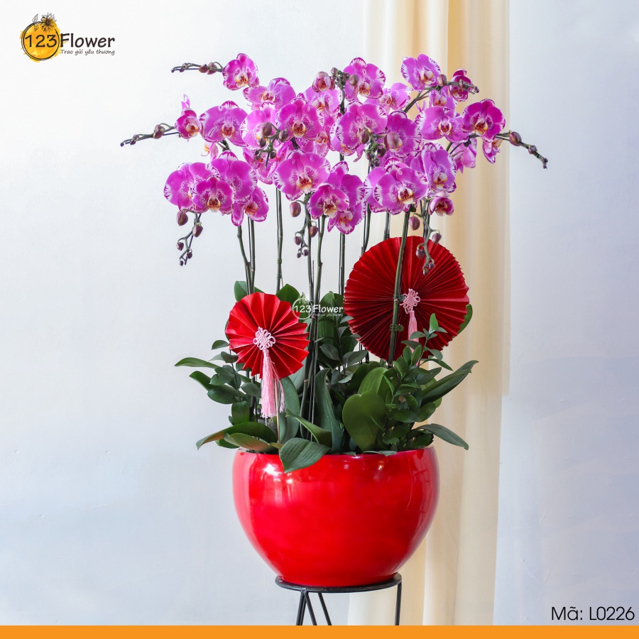 L0226 | Lan Hồ Điệp 226