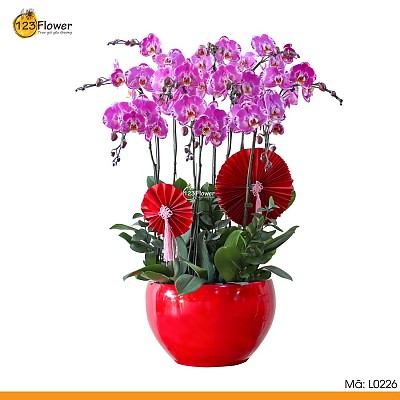 L0226 | Lan Hồ Điệp 226