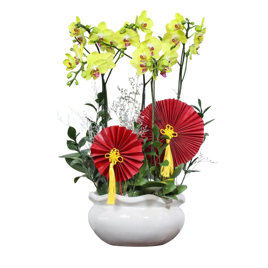 L0227 | Lan Hồ Điệp 227