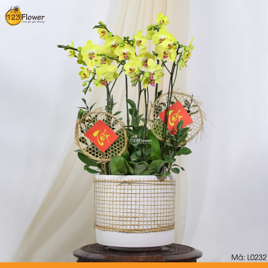 L0232 | Lan Hồ Điệp 232
