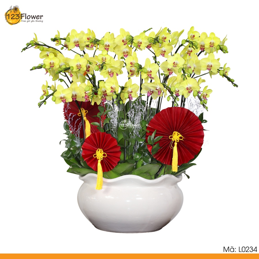 L0234 | Lan Hồ Điệp 234