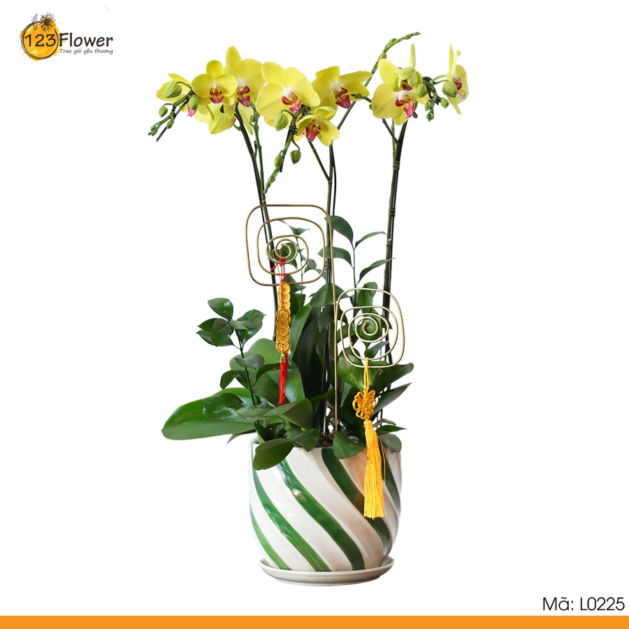 L0225 | Lan Hồ Điệp 225