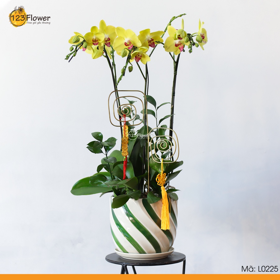 L0225 | Lan Hồ Điệp 225