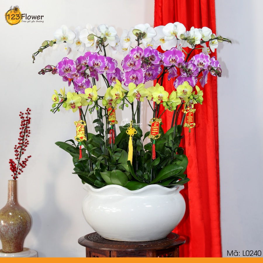 L0240 | Lan Hồ Điệp 240