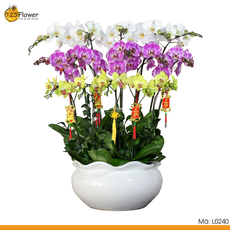 L0240 | Lan Hồ Điệp 240