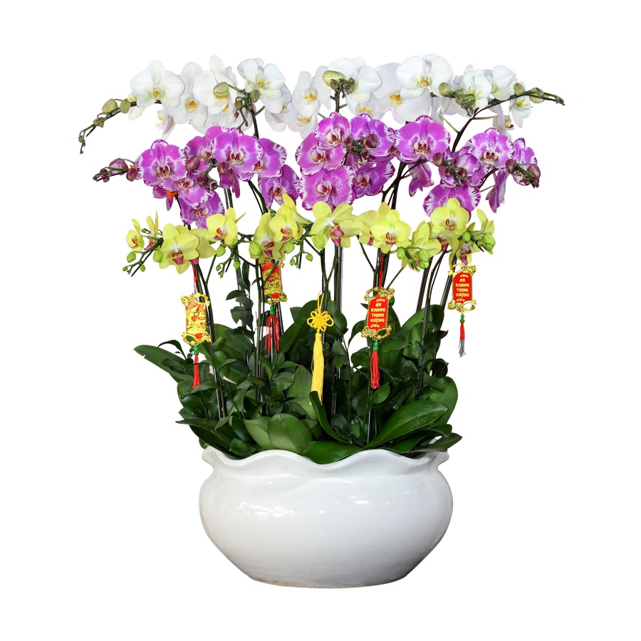 L0240 | Lan Hồ Điệp 240