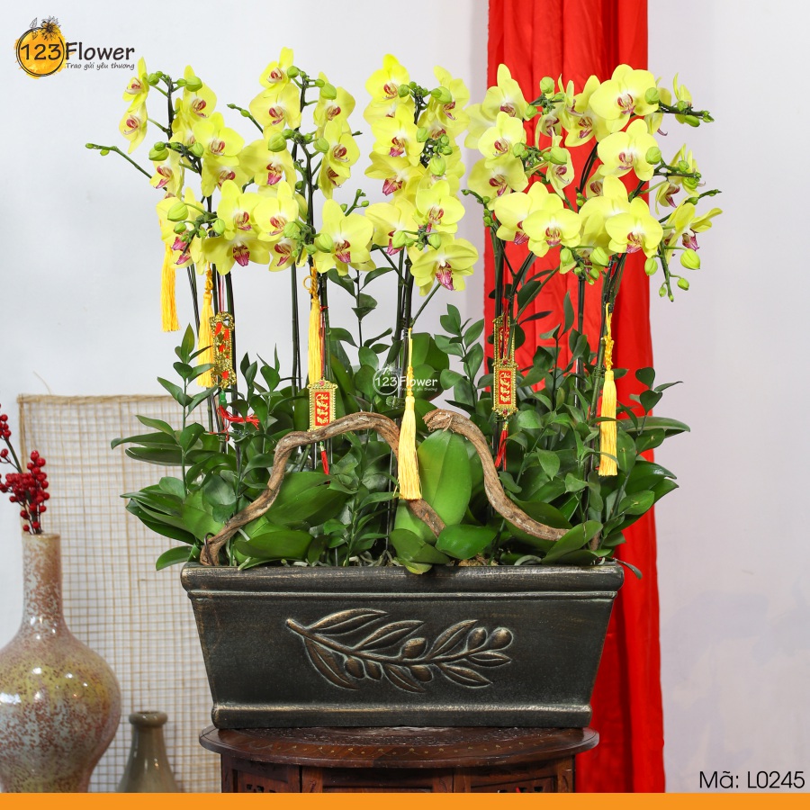 L0245 | Lan Hồ Điệp 245