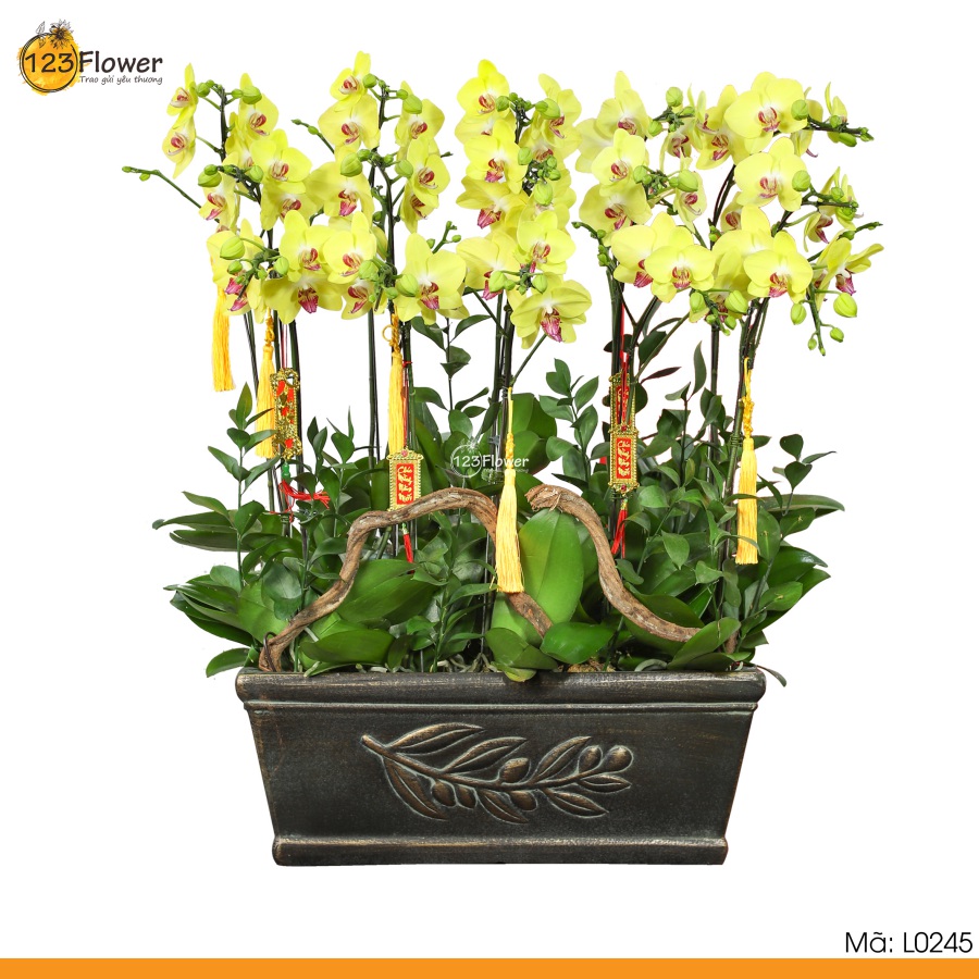 L0245 | Lan Hồ Điệp 245