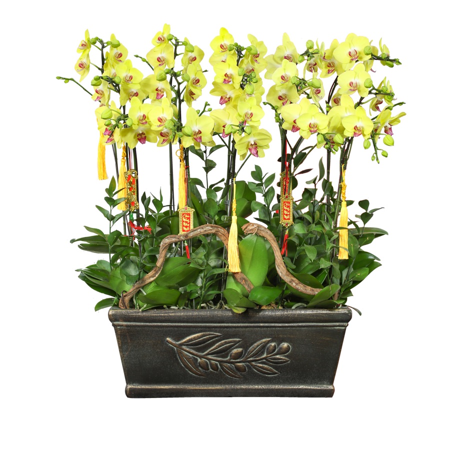 L0245 | Lan Hồ Điệp 245