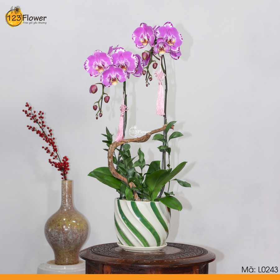 L0243 | Lan Hồ Điệp 243