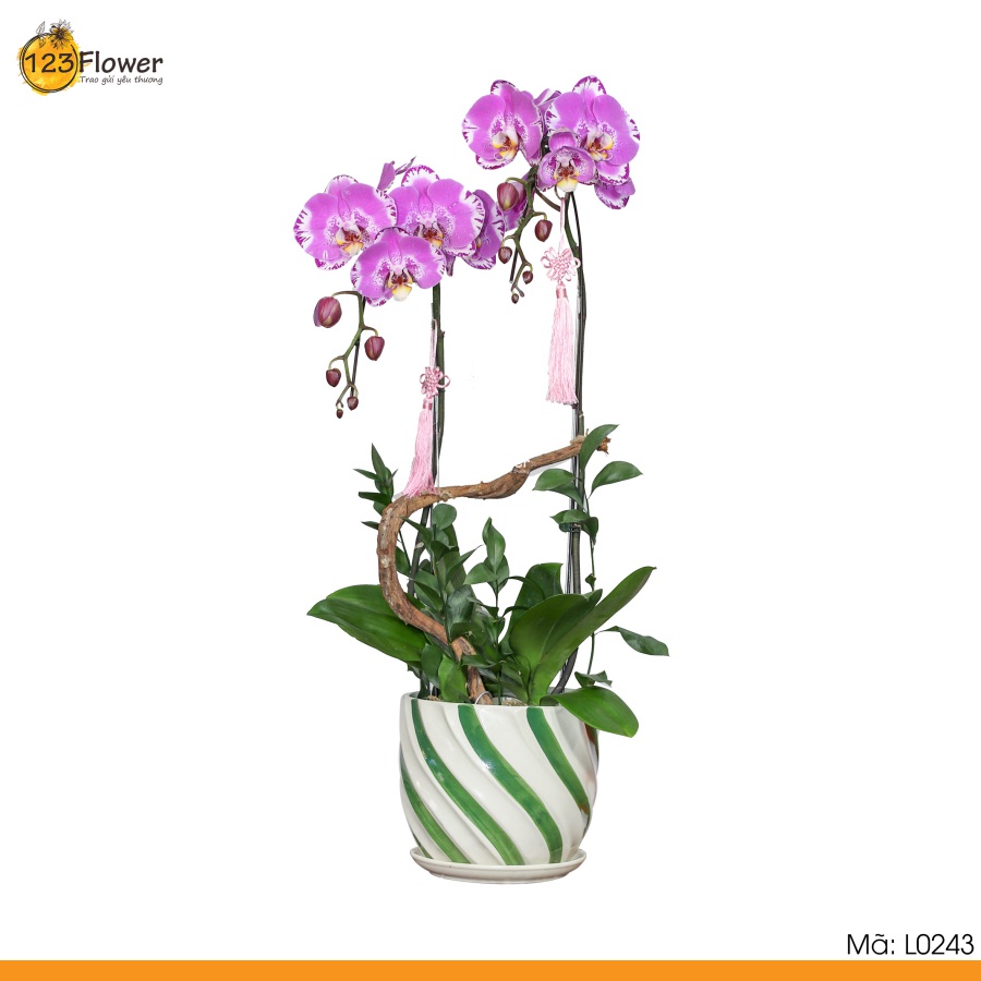 L0243 | Lan Hồ Điệp 243