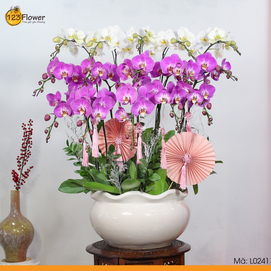 L0241 | Lan Hồ Điệp 241