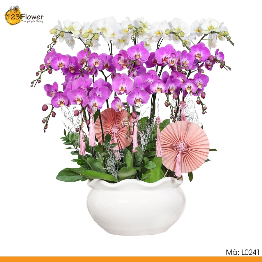 L0241 | Lan Hồ Điệp 241