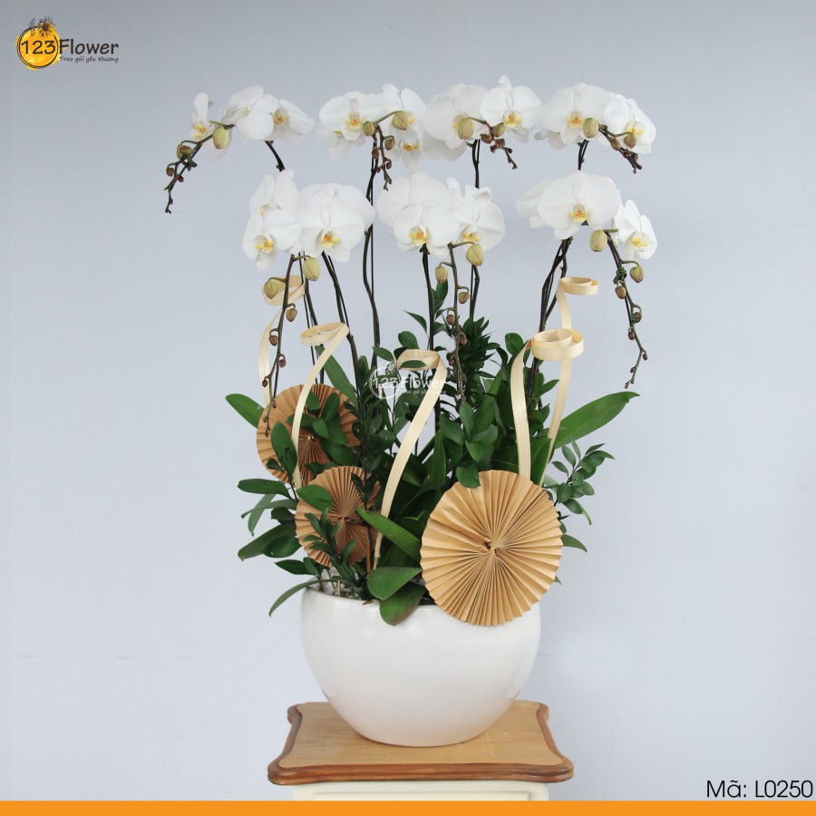 L0250 | Lan Hồ Điệp 250