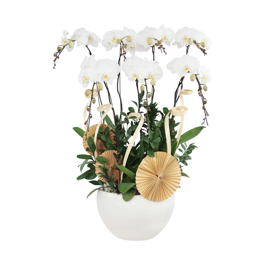 L0250 | Lan Hồ Điệp 250