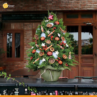 N0052 | Cây thông 52