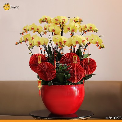 L0273 | Lan Hồ Điệp 273