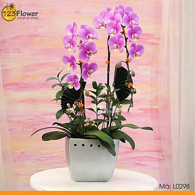 L0298 | Lan Hồ Điệp 298