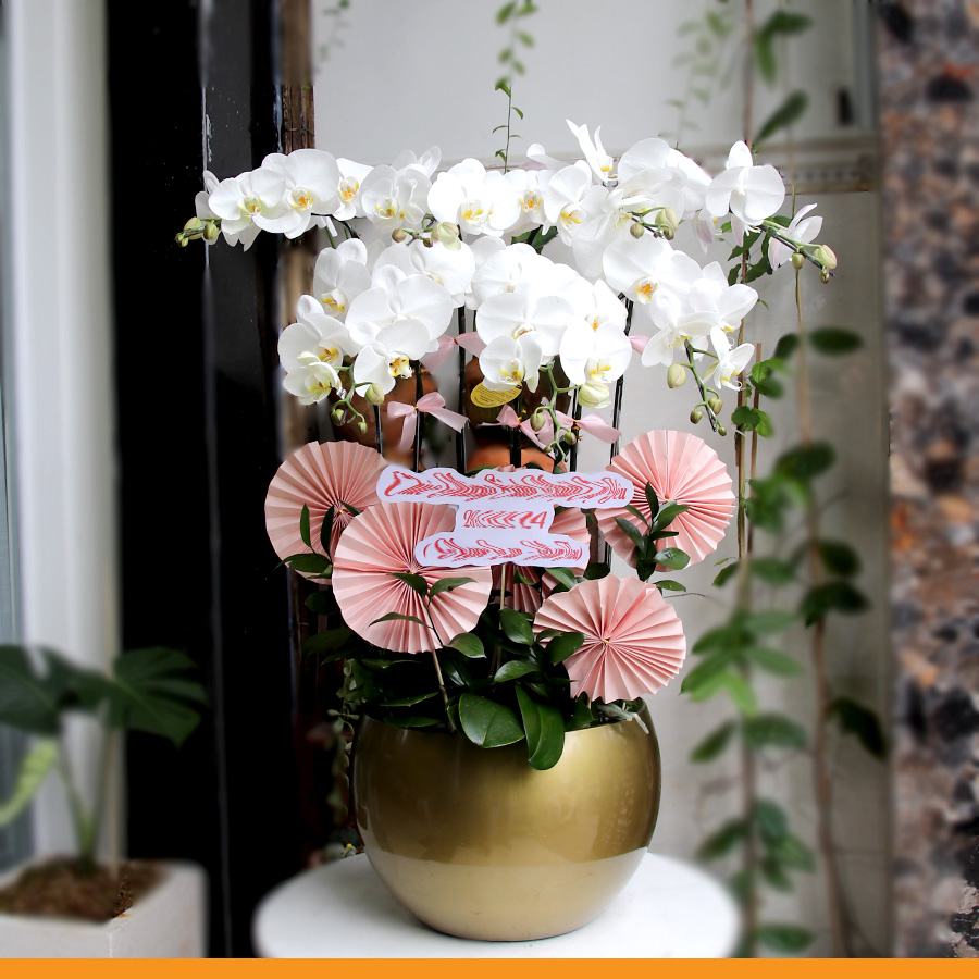 L0300 | Lan Hồ Điệp 300