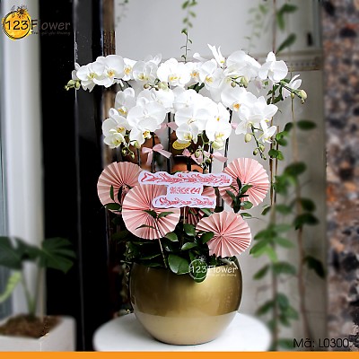 L0300 | Lan Hồ Điệp 300