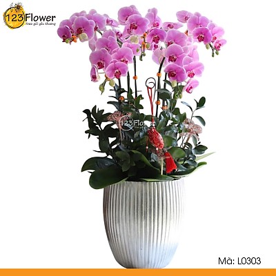 L0303 | Lan hồ điệp 303