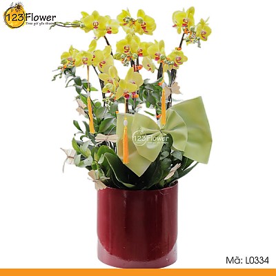 L0334 | Lan Hồ Điệp 334