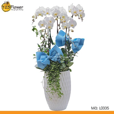 L0335 | Lan hồ điệp 335