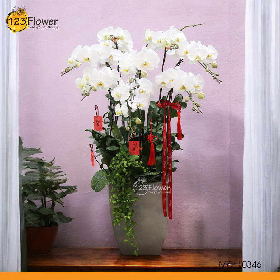 L0346 | Lan hồ điệp 346