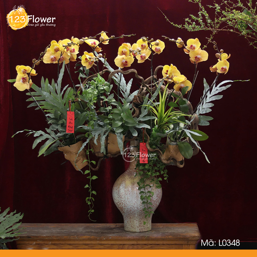 L0348 | Lan Hồ Điệp 348