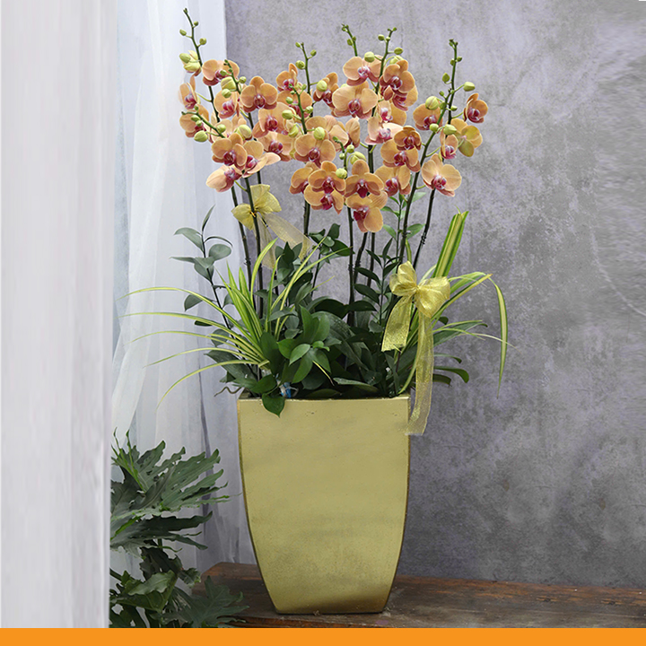 L0349 | Lan Hồ Điệp 349