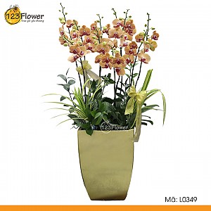 L0349 | Lan Hồ Điệp 349