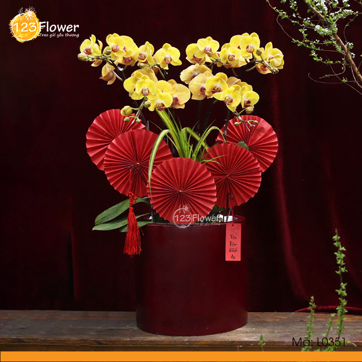 L0351 | Lan Hồ Điệp 351