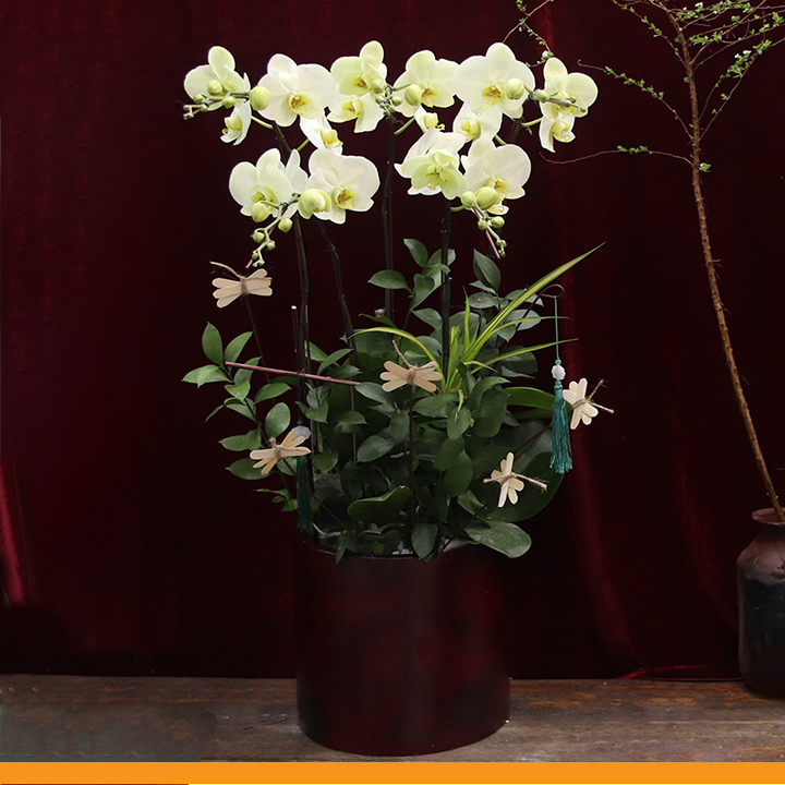 L0352 | Lan Hồ Điệp 352