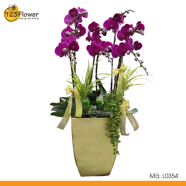 L0354 | Lan Hồ Điệp 354