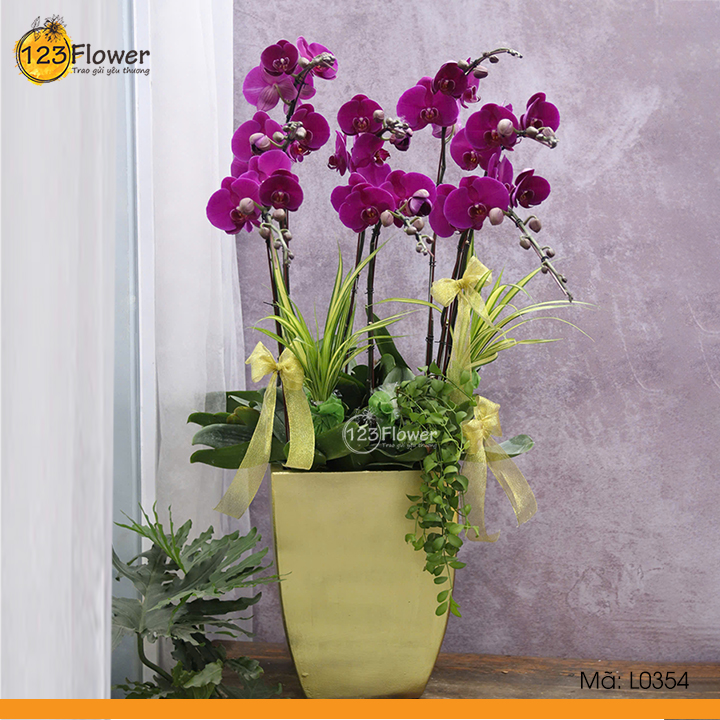 L0354 | Lan Hồ Điệp 354