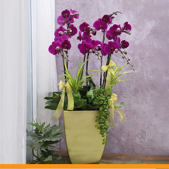 L0354 | Lan Hồ Điệp 354