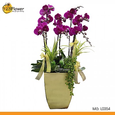 L0354 | Lan Hồ Điệp 354