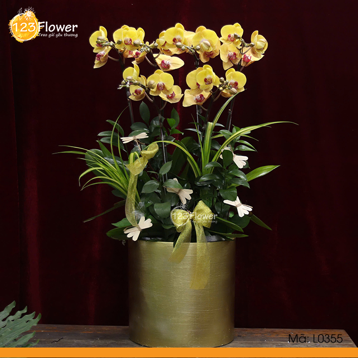 L0355 | Lan hồ điệp 355