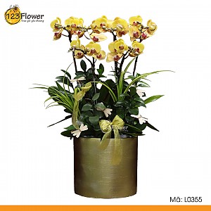 L0355 | Lan hồ điệp 355